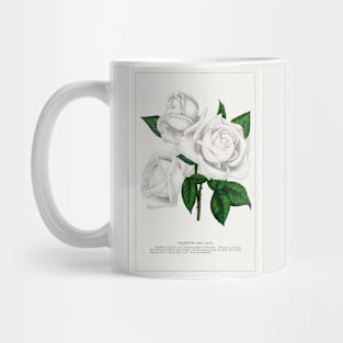 White rose, Coquette Des Alps lithograph (1900) Mug